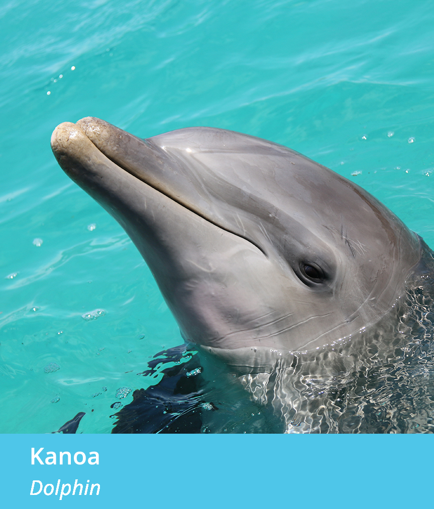 Kanoa